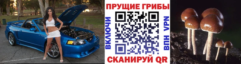 Купить Надым Галлюциногенные грибы Psilocybine cubensis